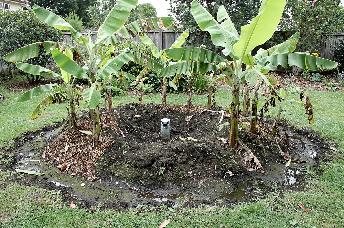 Círculo de bananeiras de fossa ecológica (bacia de evapotranspiração) em quintal